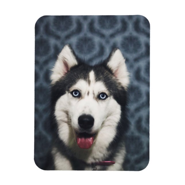 Husky Puppy Posing with a Dark Bakground Magnet (Vertical)