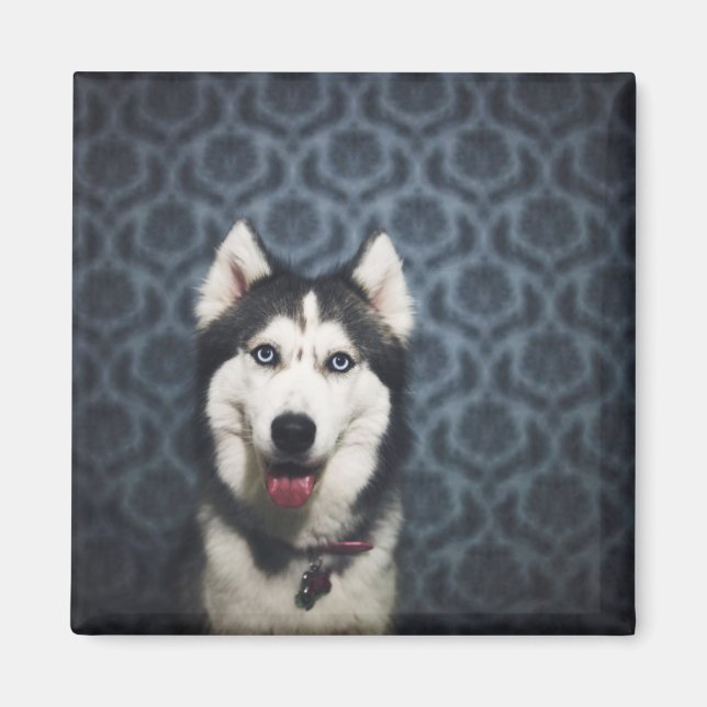 Husky Puppy Posing with a Dark Bakground Magnet (Front)