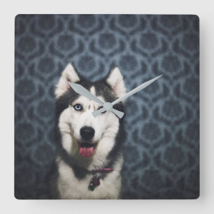 Husky Puppy Posing with a Dark Bakground Square Wall Clock