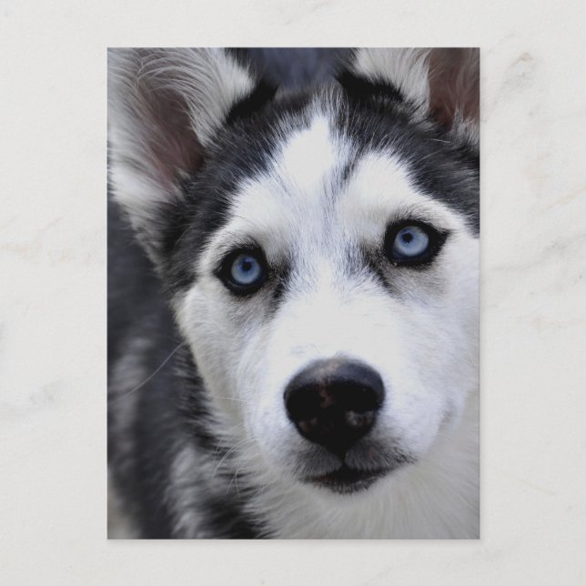 Husky Puppy Postcard (Front)