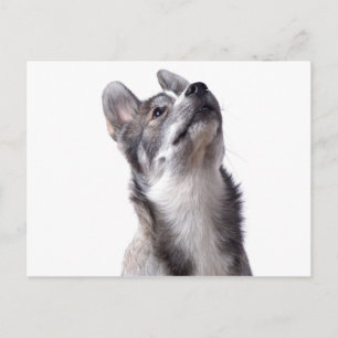 Husky puppy postcard
