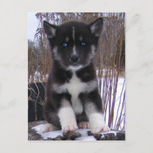 Husky Puppy Postcards