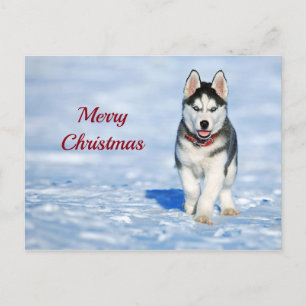 Husky Puppy Snow Photo Christmas Postcard