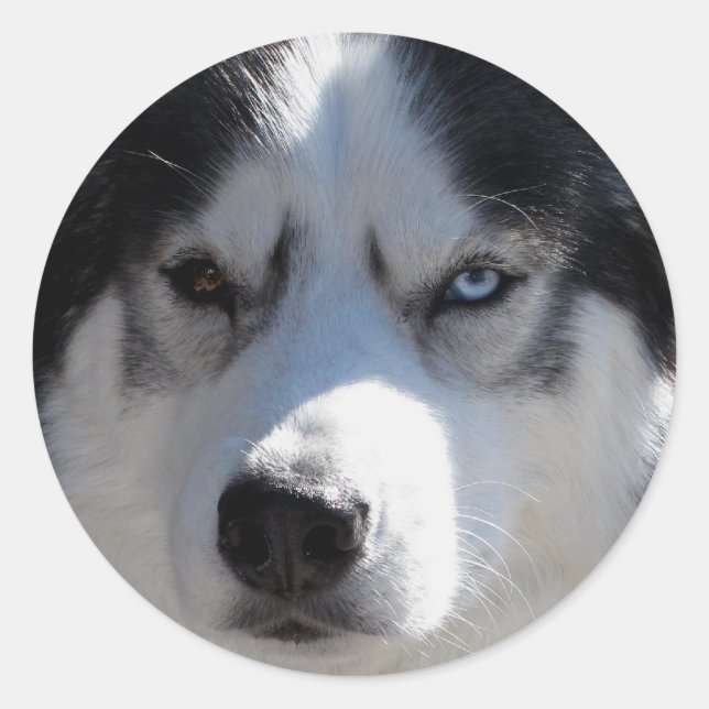 Husky Stickers Siberian Husky Malamute Stickers (Front)