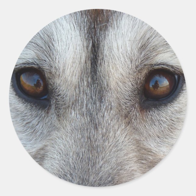 Husky Stickers Siberian Husky Wolf Pup Stickers (Front)