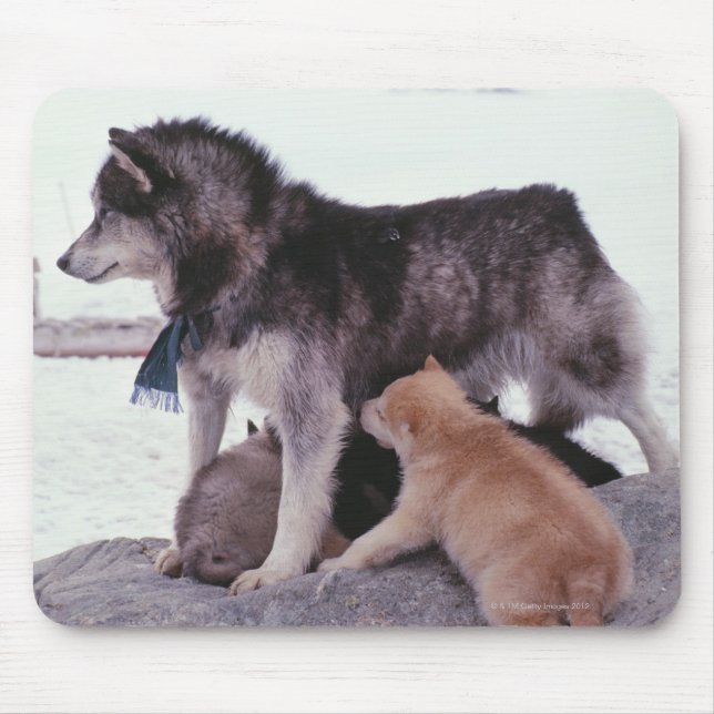 Husky with litter of pups mouse pad (Front)