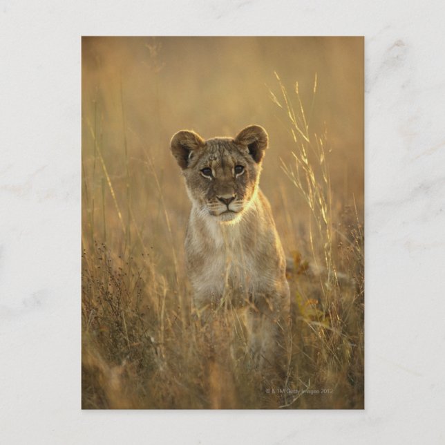 Hwange National Park, Zimbabwe. Postcard (Front)