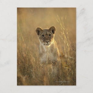 Hwange National Park, Zimbabwe. Postcard