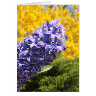 Hyacinth and Forsythia