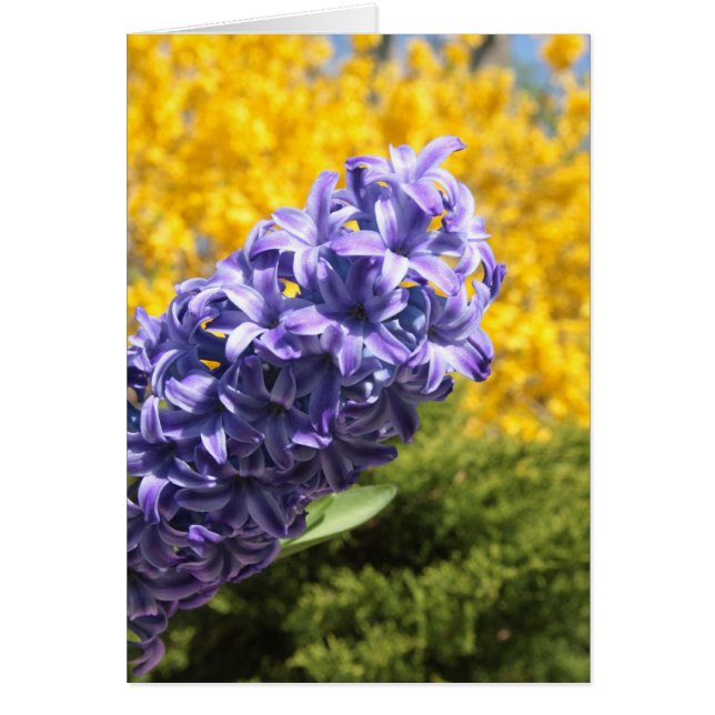 Hyacinth and Forsythia (Front)