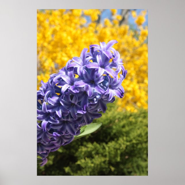 Hyacinth and Forsythia Poster (Front)