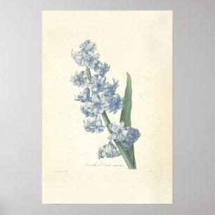 Hyacinth Canvas Print