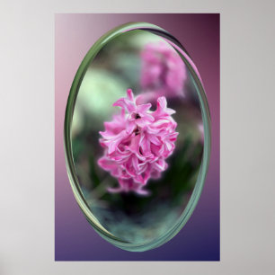 Hyacinth in spring poster