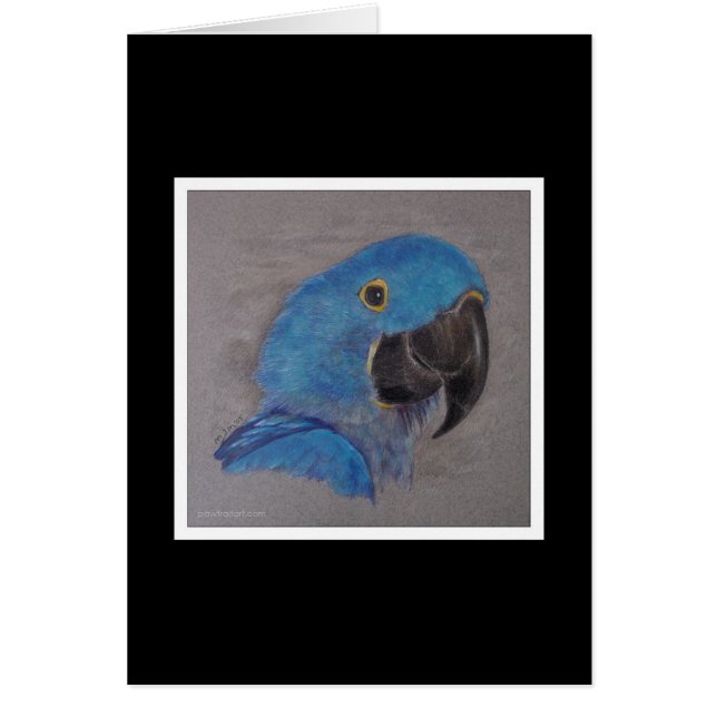 Hyacinth Macaw (Front)