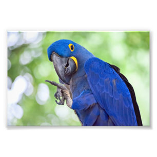 Hyacinth Macaw Bird Photo Print