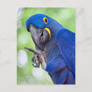 Hyacinth Macaw Bird Postcard