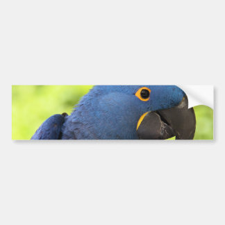 Hyacinth Macaw Bumper Sticker