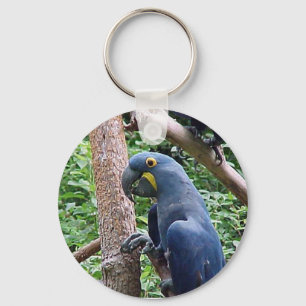 Hyacinth Macaw Keychain