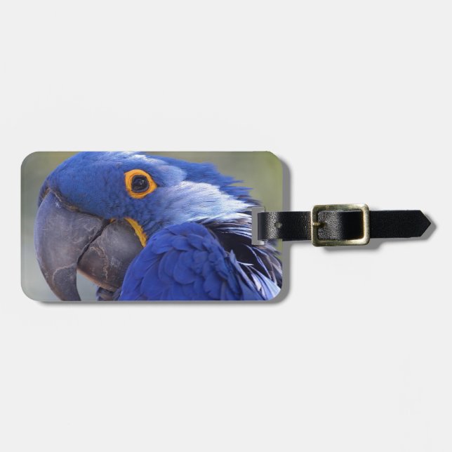Hyacinth Macaw Luggage Tag (Front Horizontal)