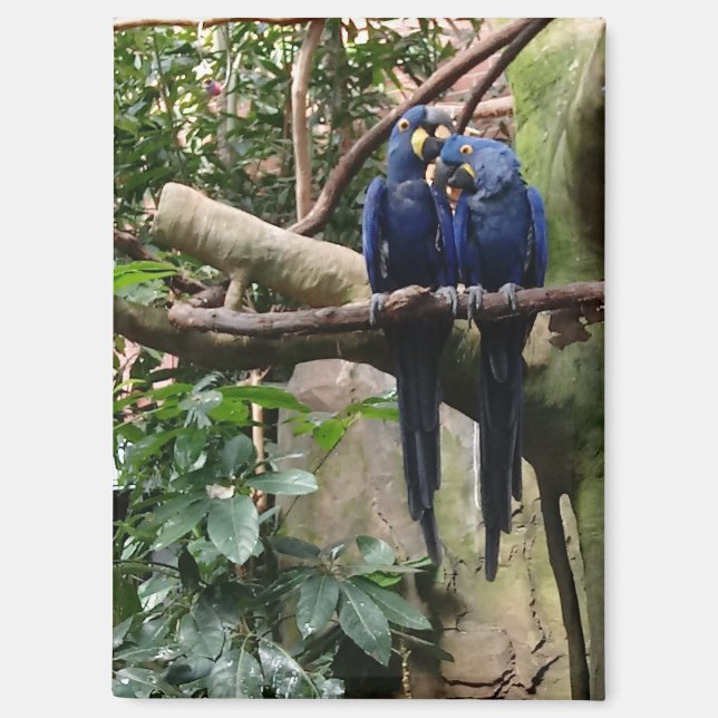 Hyacinth Macaw Magnet (Front)