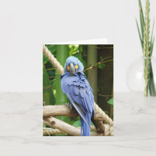 Hyacinth Macaw Notecard