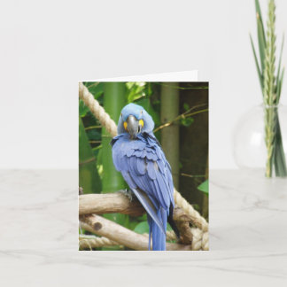Hyacinth Macaw Notecard
