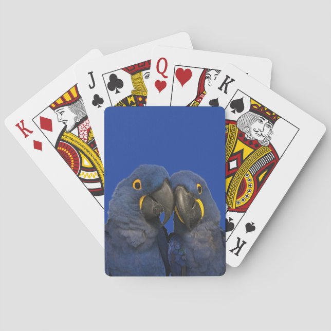 Hyacinth Macaw Parrot Bird Rare Blue Playing Cards (Back)