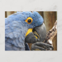 Hyacinth Macaw Parrot
