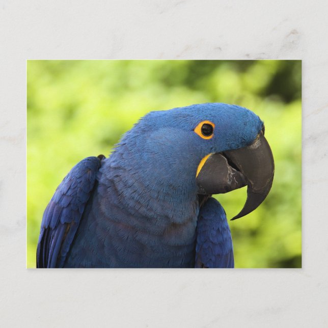 Hyacinth Macaw Postcard (Front)