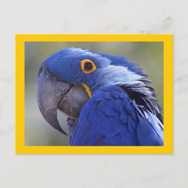 Hyacinth Macaw Postcard (Front)