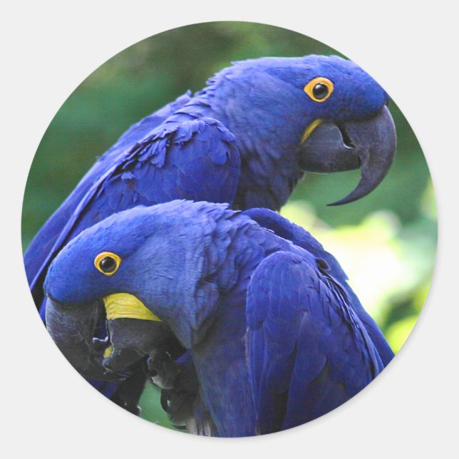 Hyacinth Macaws Classic Round Sticker (Front)