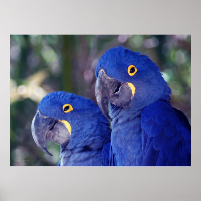 Hyacinth Macaws Poster (Front)