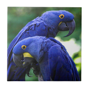 Hyacinth Macaws Tile