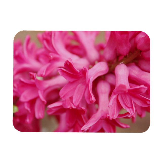 Hyacinth Pink Magnet (Horizontal)