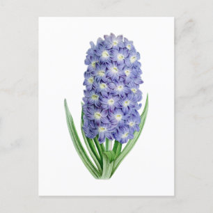 Hyacinth Vintage Botanical Postcard