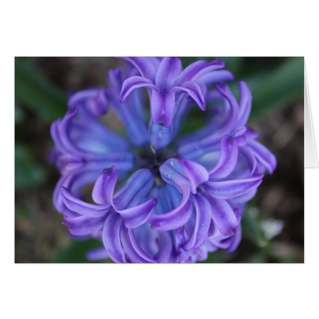 Hyacinthe violette (Devant horizontal)