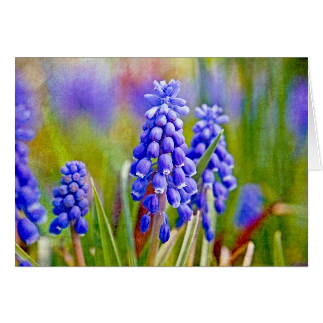 Hyacinthes de raisin (Devant Horizontal)