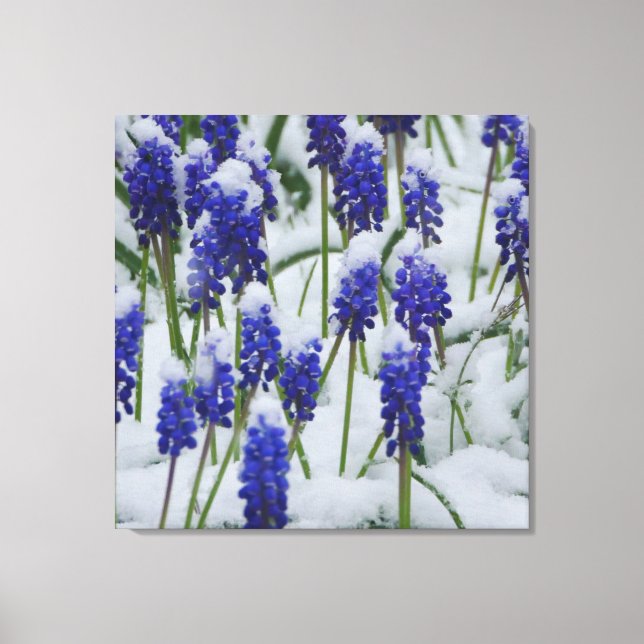 Hyacinthes de raisin en toile de neige Imprimer (Recto)