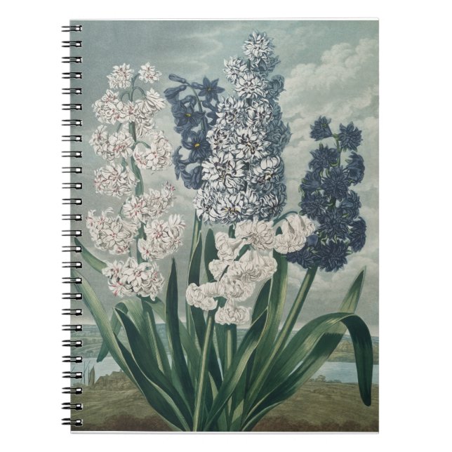 Hyacinths (1807) – Exquisite Vintage Botanical  Notebook (Front)