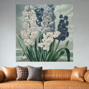 Hyacinths (1807) – Exquisite Vintage Botanical Poster