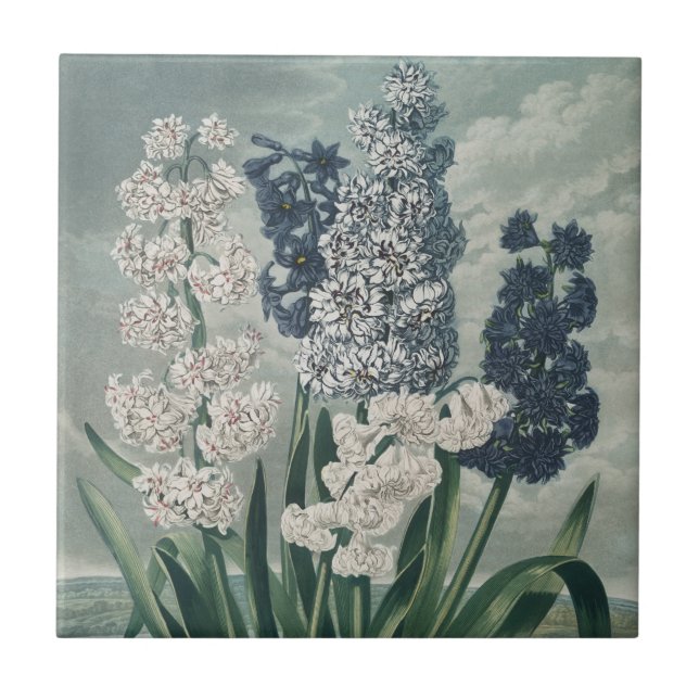 Hyacinths (1807) – Exquisite Vintage Botanical  Tile (Front)