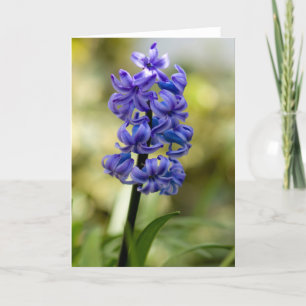 Hyacinths greeting card