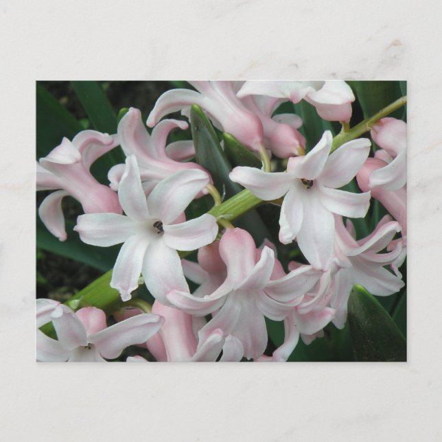 Hyacinths Postcard (Front)