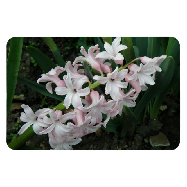 Hyacinths Premium Magnet (Horizontal)