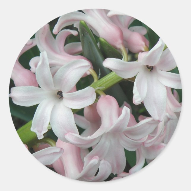 Hyacinths Sticker (Front)