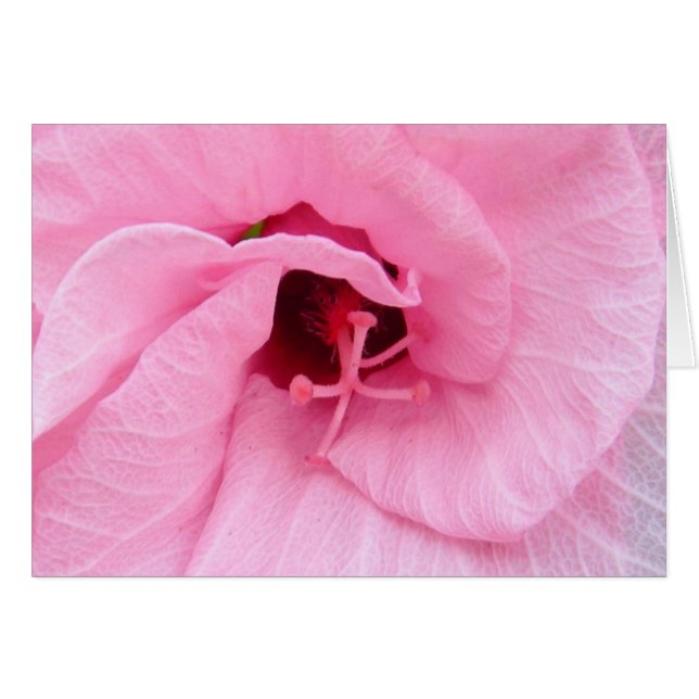 Hybiscus rose (Devant Horizontal)