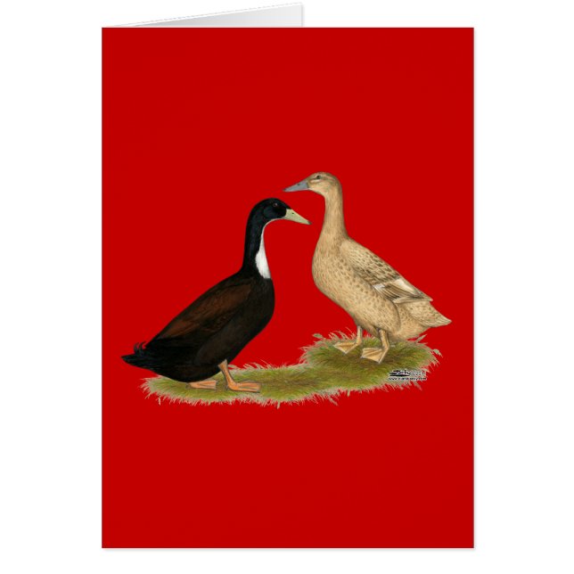 Hybrid Laying Duck (Front)