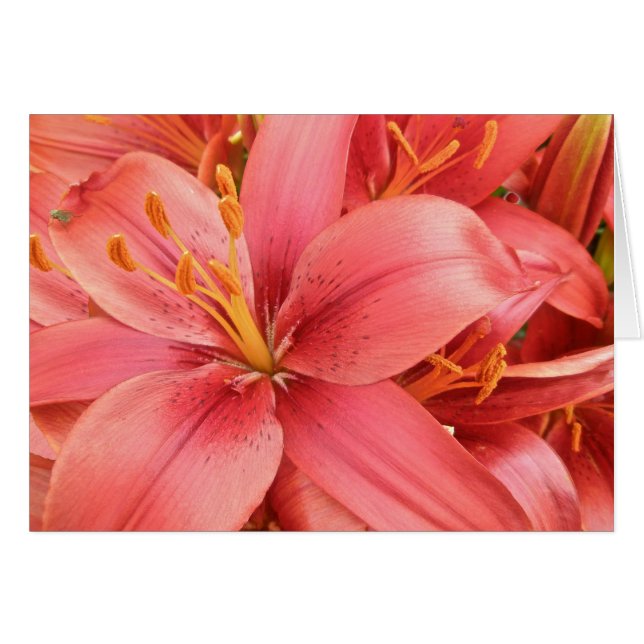 Hybrid Lilies Coordinating Items (Front Horizontal)