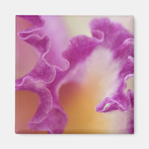 Hybrid orchid close-up, Delray Beach, Florida Magnet