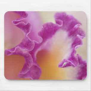 Hybrid orchid close-up, Delray Beach, Florida Mouse Pad